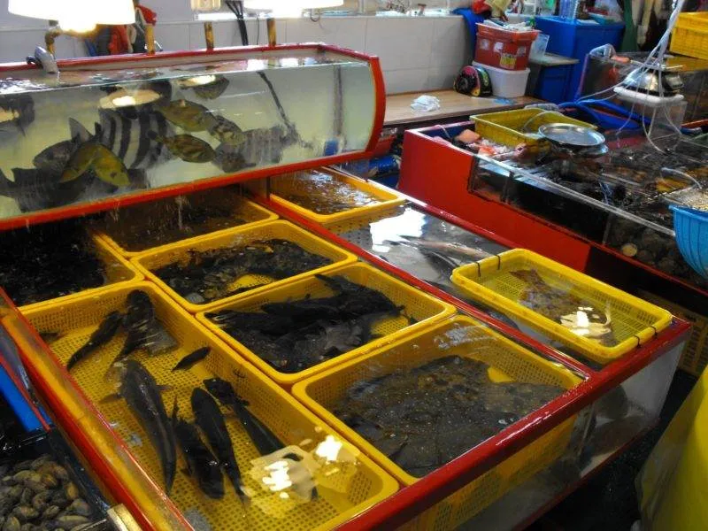 Destination: Jagalchi Fish Market (Busan, South Korea) Destination: Jagalchi Fish Market (Busan, South Korea) - South Korea -