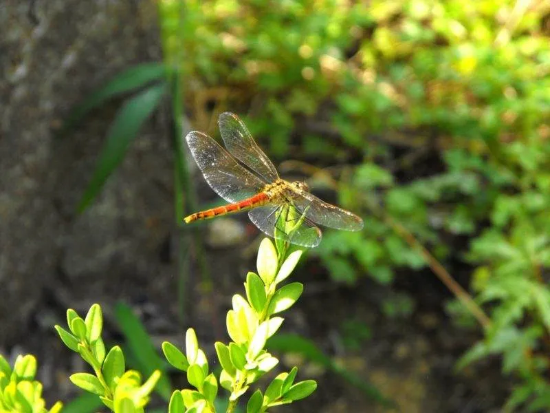 Destination: Seoul Land - a great amusement park inside another park (South Korea) - South Korea -