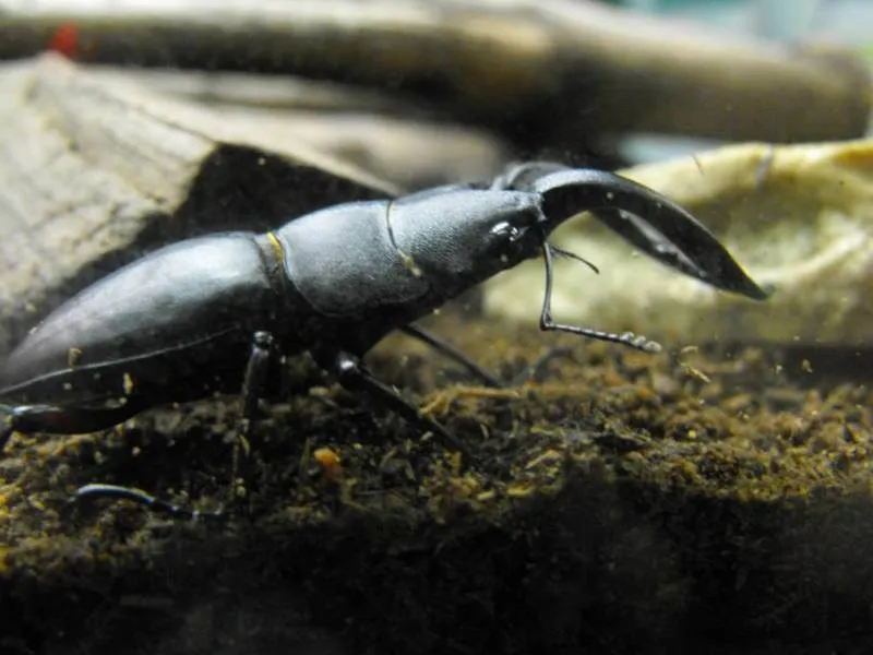 Destination: Seoul Grand Park (part 3) - South Korea -