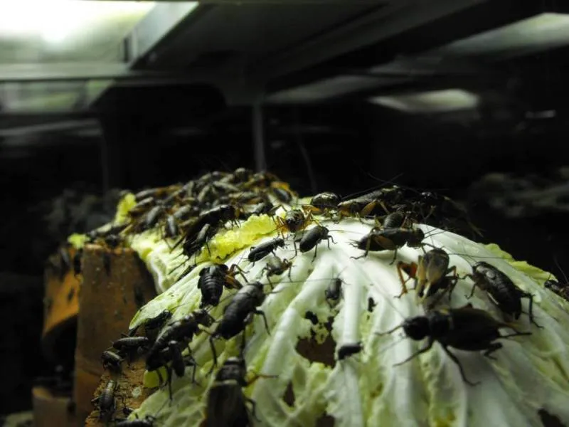 Destination: Seoul Grand Park (part 3) - South Korea -