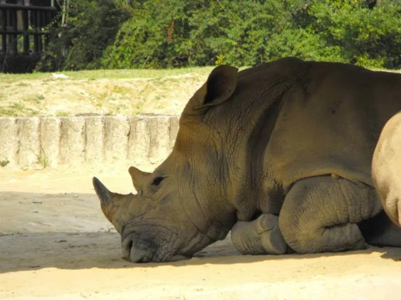 Destination: Seoul Grand Park (part 3) - South Korea -