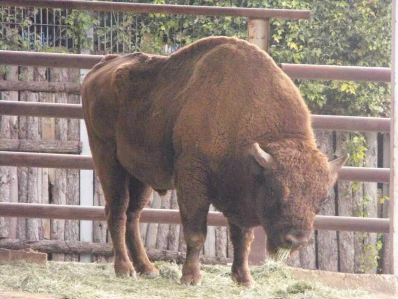 Destination: Seoul Grand Park (part 3) - South Korea -