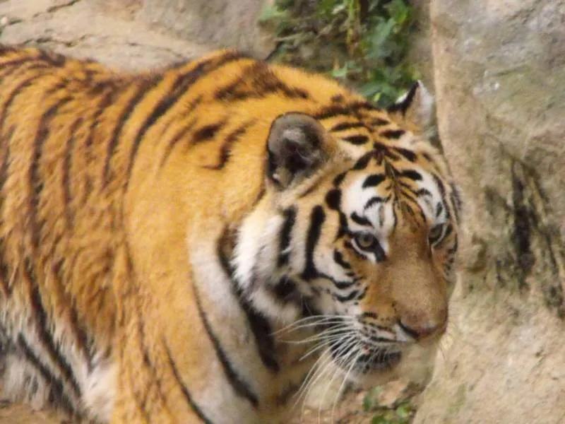 Destination: Seoul Grand Park (part 3) - South Korea -