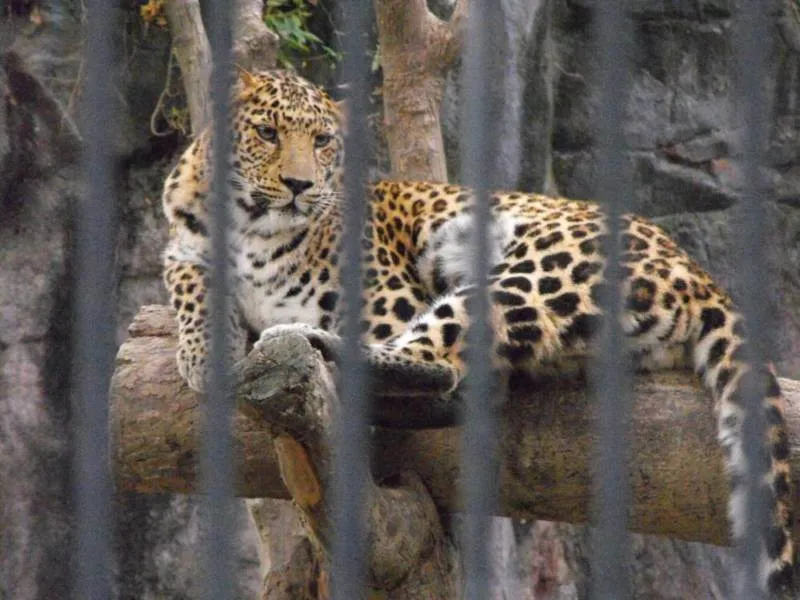 Destination: Seoul Grand Park (part 3) - South Korea -