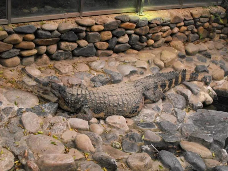 Destination: Seoul Grand Park (part 3) - South Korea -