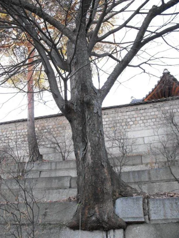 Destination: Changgyeonggung - a wonderful Seoul palace (South Korea) - South Korea -