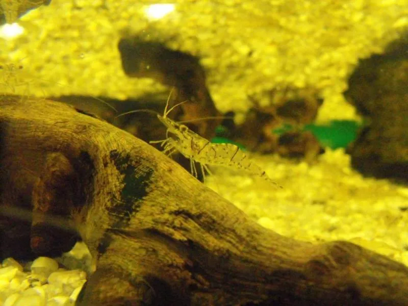 Destination: Lotte World - South Korea's biggest indoor amusement park (Seoul, South Korea) - South Korea -