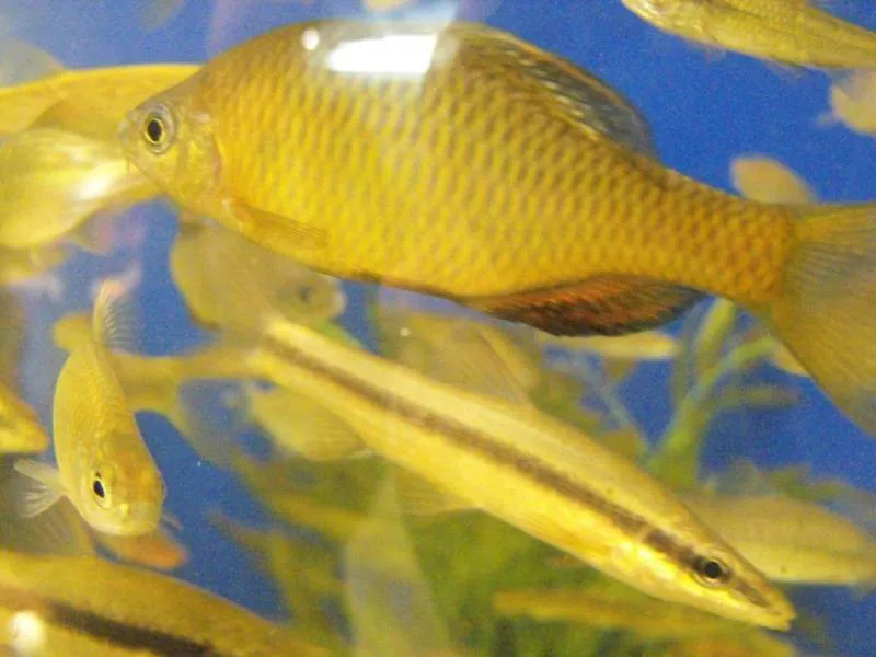 Destination: Lotte World - South Korea's biggest indoor amusement park (Seoul, South Korea) - South Korea -