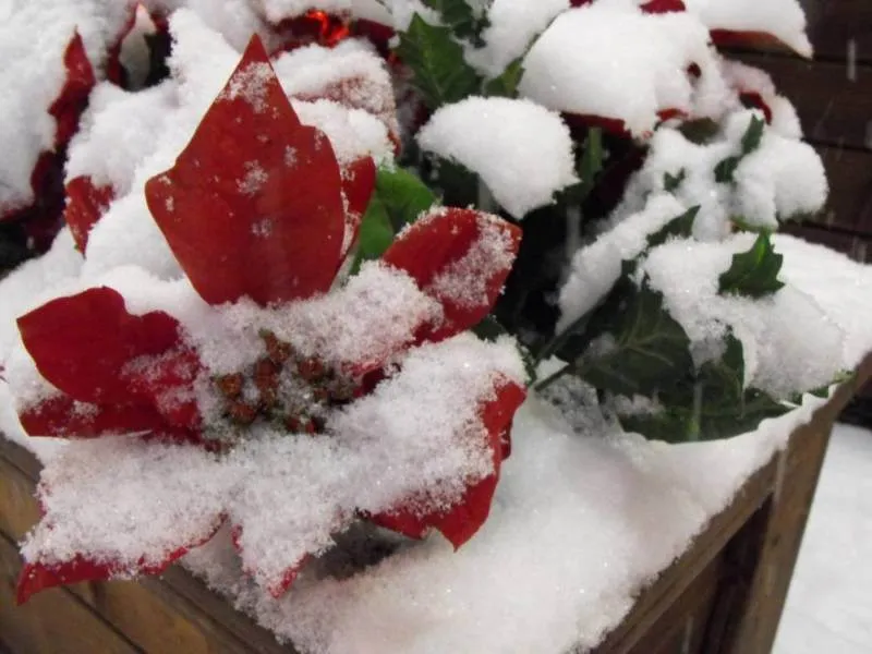 Exploring rural Korea: Jeungpyeong, Cheongju, and a winter wonderland (South Korea) - South Korea -