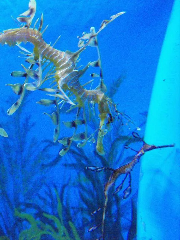 Destination: Busan Aquarium (Busan, South Korea) Destination: Busan Aquarium (Busan, South Korea) - South Korea -