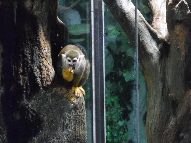 Destination: COEX aquarium - one of the biggest in the country (Seoul, South Korea) Destination: COEX aquarium - one of the biggest in the country (Seoul, South Korea) - South Korea -