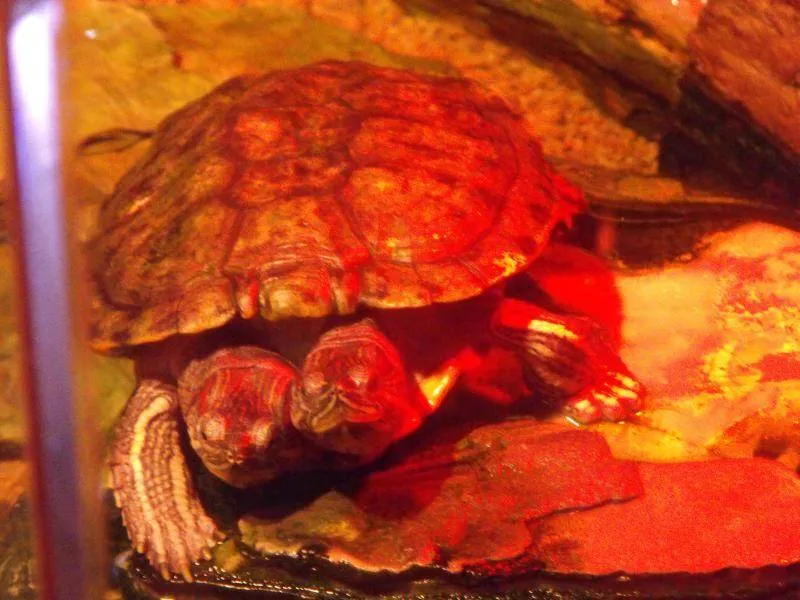 Destination: COEX aquarium - one of the biggest in the country (Seoul, South Korea) Destination: COEX aquarium - one of the biggest in the country (Seoul, South Korea) - South Korea -