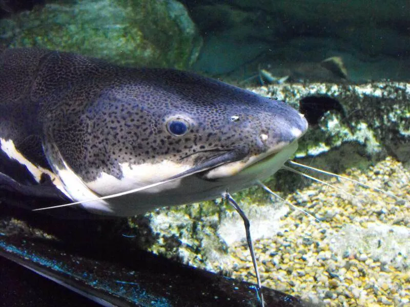 Destination: COEX aquarium - one of the biggest in the country (Seoul, South Korea) Destination: COEX aquarium - one of the biggest in the country (Seoul, South Korea) - South Korea -