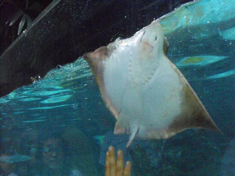 Destination: COEX aquarium - one of the biggest in the country (Seoul, South Korea) Destination: COEX aquarium - one of the biggest in the country (Seoul, South Korea) - South Korea -