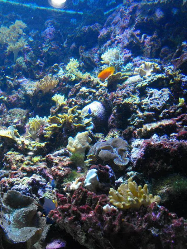 Destination: COEX aquarium - one of the biggest in the country (Seoul, South Korea) Destination: COEX aquarium - one of the biggest in the country (Seoul, South Korea) - South Korea -