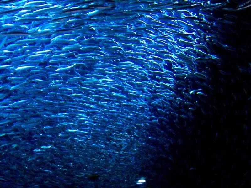 Destination: COEX aquarium - one of the biggest in the country (Seoul, South Korea) Destination: COEX aquarium - one of the biggest in the country (Seoul, South Korea) - South Korea -