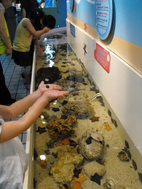 Destination: COEX aquarium - one of the biggest in the country (Seoul, South Korea) Destination: COEX aquarium - one of the biggest in the country (Seoul, South Korea) - South Korea -