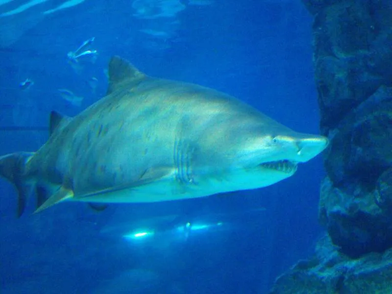 Destination: COEX aquarium - one of the biggest in the country (Seoul, South Korea) Destination: COEX aquarium - one of the biggest in the country (Seoul, South Korea) - South Korea -