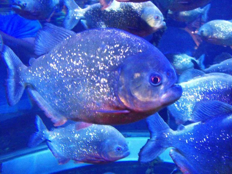 Destination: COEX aquarium - one of the biggest in the country (Seoul, South Korea) Destination: COEX aquarium - one of the biggest in the country (Seoul, South Korea) - South Korea -