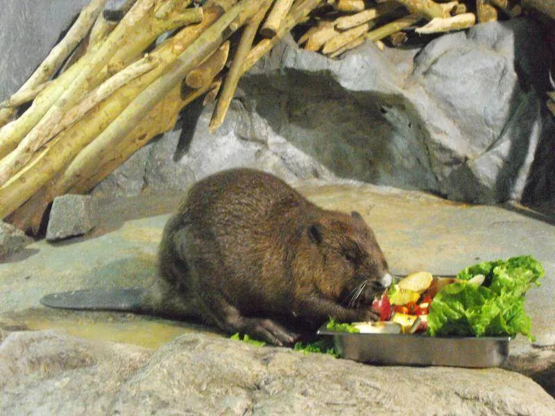 Destination: COEX aquarium - one of the biggest in the country (Seoul, South Korea) Destination: COEX aquarium - one of the biggest in the country (Seoul, South Korea) - South Korea -