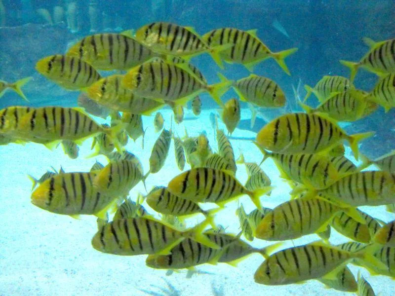 Destination: COEX aquarium - one of the biggest in the country (Seoul, South Korea) Destination: COEX aquarium - one of the biggest in the country (Seoul, South Korea) - South Korea -