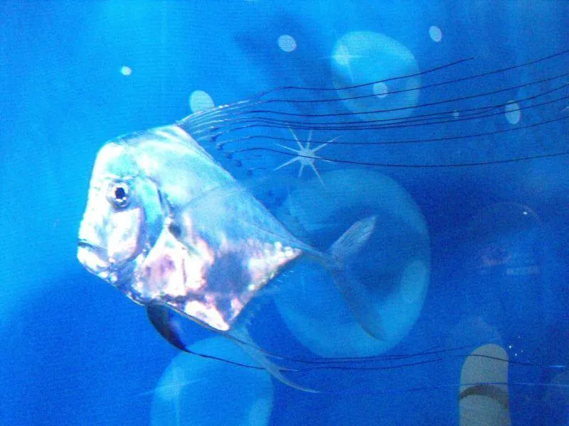 Destination: COEX aquarium - one of the biggest in the country (Seoul, South Korea) Destination: COEX aquarium - one of the biggest in the country (Seoul, South Korea) - South Korea -