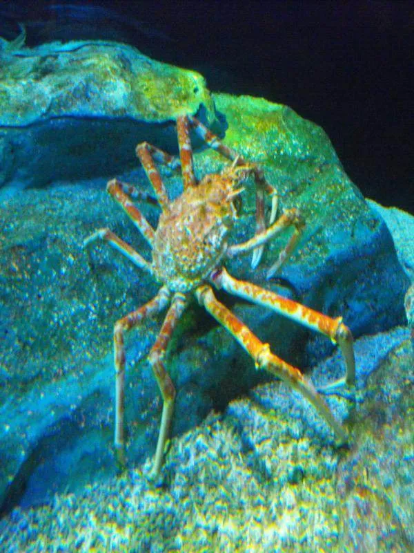 Destination: COEX aquarium - one of the biggest in the country (Seoul, South Korea) Destination: COEX aquarium - one of the biggest in the country (Seoul, South Korea) - South Korea -