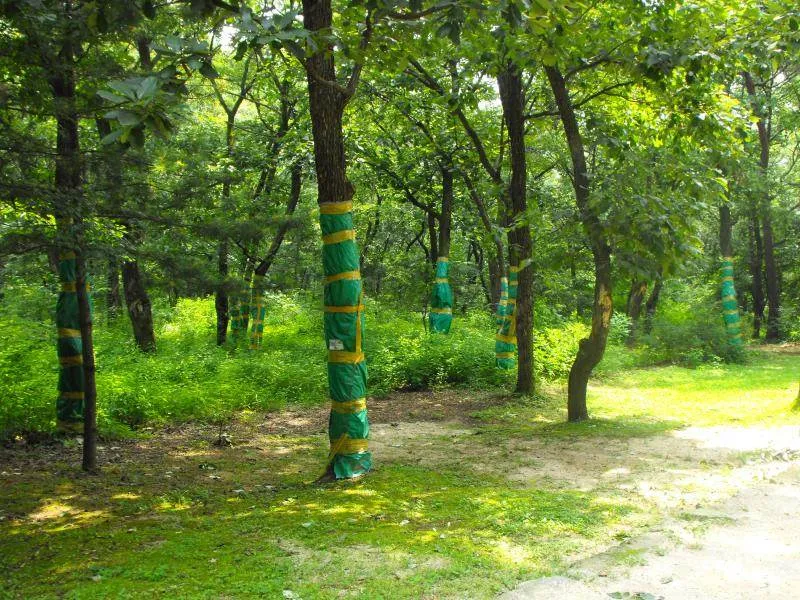 Destination: Dongguneung - a Joseon Dynasty Tomb and UNESCO World Heritage Site (Guri, South Korea) - South Korea -