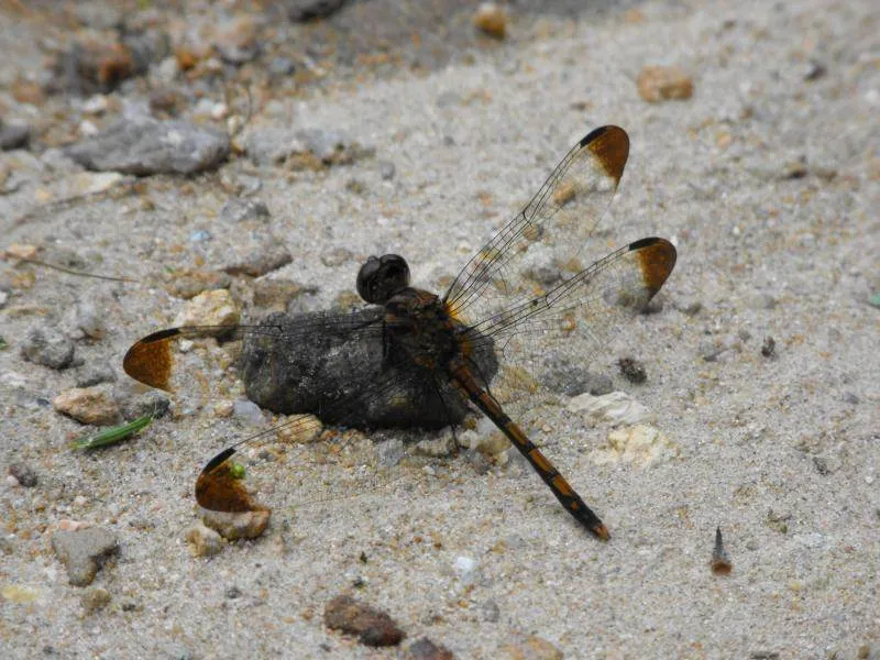 Destination: Dongguneung - a Joseon Dynasty Tomb and UNESCO World Heritage Site (Guri, South Korea) - South Korea -