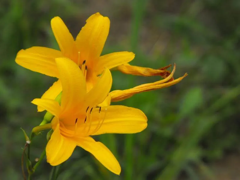 Destination: Dongguneung - a Joseon Dynasty Tomb and UNESCO World Heritage Site (Guri, South Korea) - South Korea -