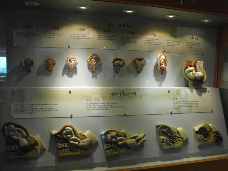 Destination: Seoul National Science Museum / American Museum of Natural History Destination: Seoul National Science Museum / American Museum of Natural History - South Korea -