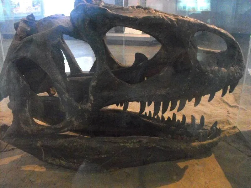 Destination: Seoul National Science Museum / American Museum of Natural History Destination: Seoul National Science Museum / American Museum of Natural History - South Korea -