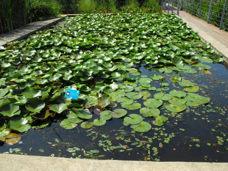 Destination: Seonyudo Park - plenty of nature on display (Seoul, South Korea) - South Korea -