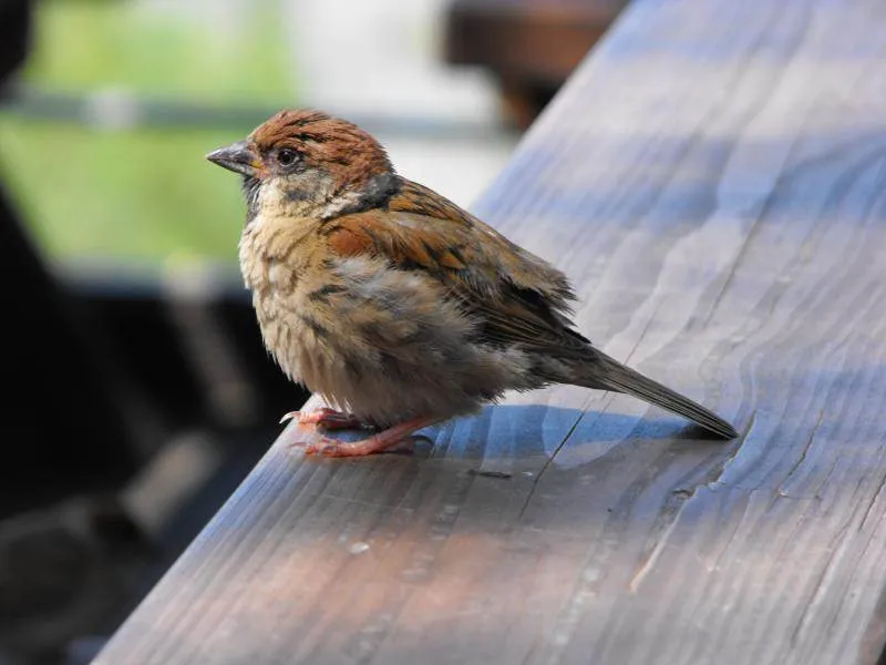 Destination: Seonyudo Park - plenty of nature on display (Seoul, South Korea) - South Korea -