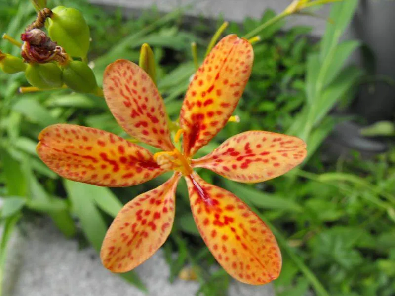 Destination: Lake Park - boring name, beautiful scenery (Ilsan / Goyang, South Korea) - South Korea -