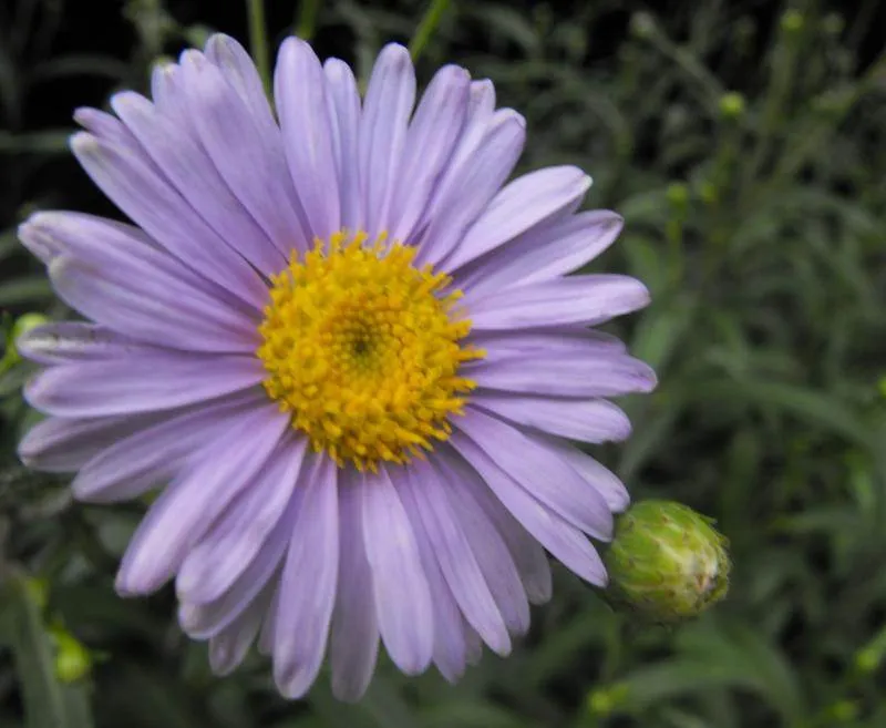 Destination: Lake Park - boring name, beautiful scenery (Ilsan / Goyang, South Korea) - South Korea -