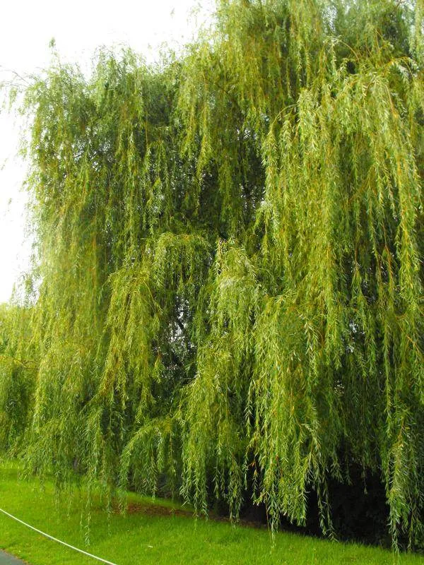 Destination: Lake Park - boring name, beautiful scenery (Ilsan / Goyang, South Korea) - South Korea -