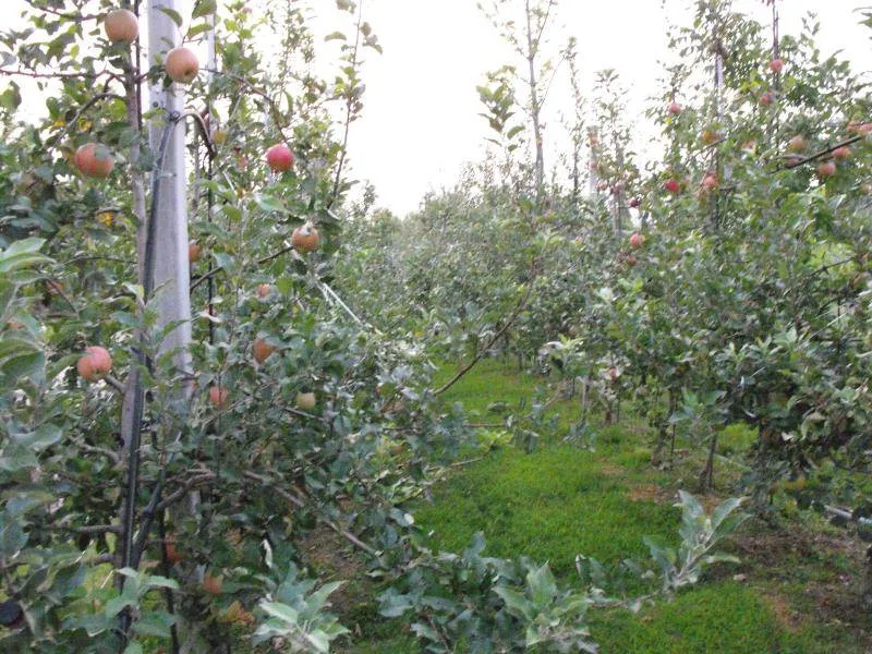 Destination: Seoul Forest, part 2 - another look at the urban wooded area (South Korea) Destination: Seoul Forest, part 2 - another look at the urban wooded area (South Korea) - South Korea -