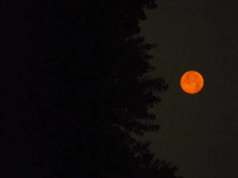 Destination: Seoul Forest, part 2 - another look at the urban wooded area (South Korea) Destination: Seoul Forest, part 2 - another look at the urban wooded area (South Korea) - South Korea -