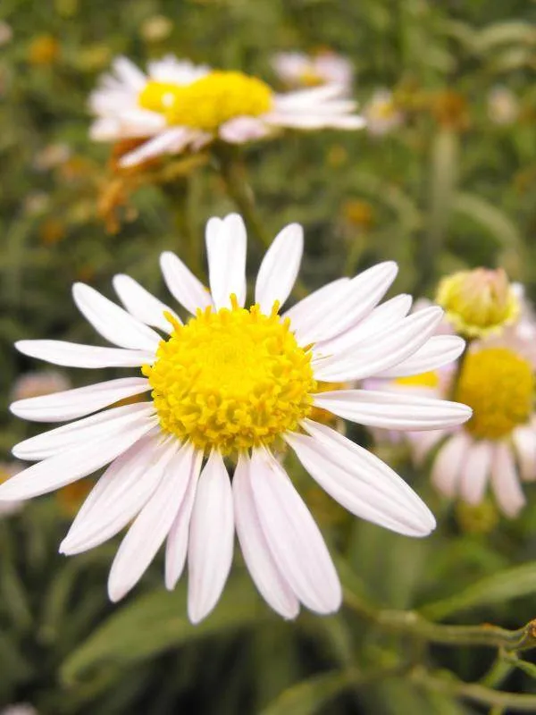 Destination: Seoul Forest, part 2 - another look at the urban wooded area (South Korea) Destination: Seoul Forest, part 2 - another look at the urban wooded area (South Korea) - South Korea -