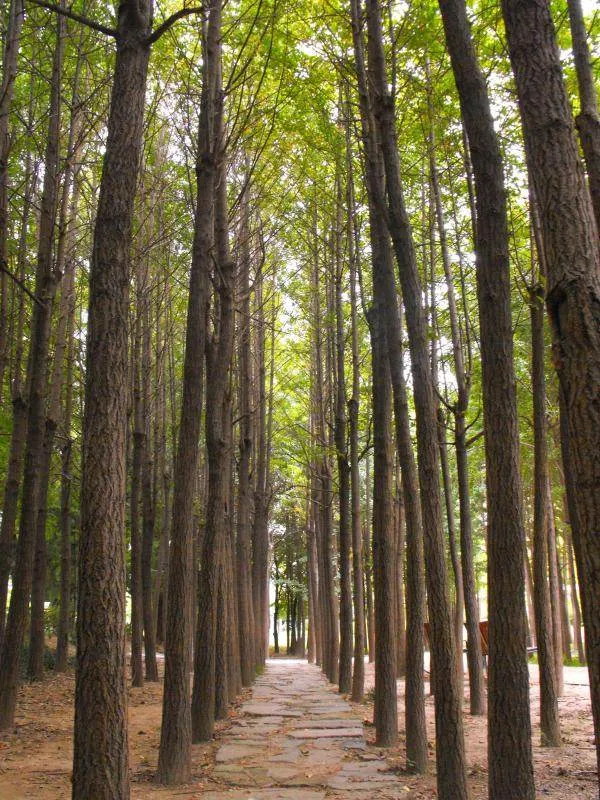 Destination: Seoul Forest, part 2 - another look at the urban wooded area (South Korea) Destination: Seoul Forest, part 2 - another look at the urban wooded area (South Korea) - South Korea -