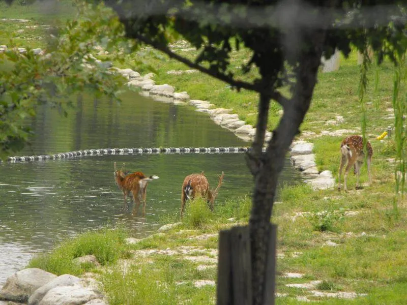 Destination: Seoul Forest, part 2 - another look at the urban wooded area (South Korea) Destination: Seoul Forest, part 2 - another look at the urban wooded area (South Korea) - South Korea -