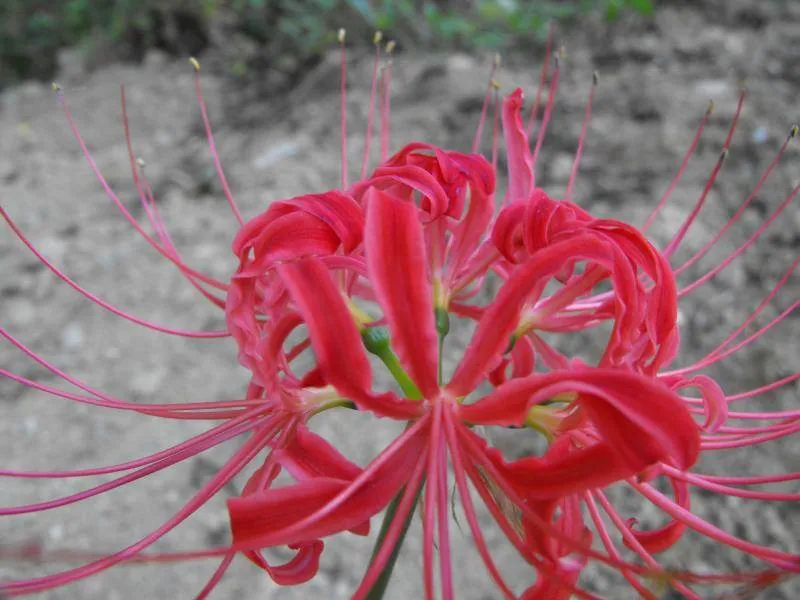 Destination: Ppuri Park - learn about Korean ancestry and family names (Daejeon, South Korea) Destination: Ppuri Park - learn about Korean ancestry and family names (Daejeon, South Korea) - South Korea -