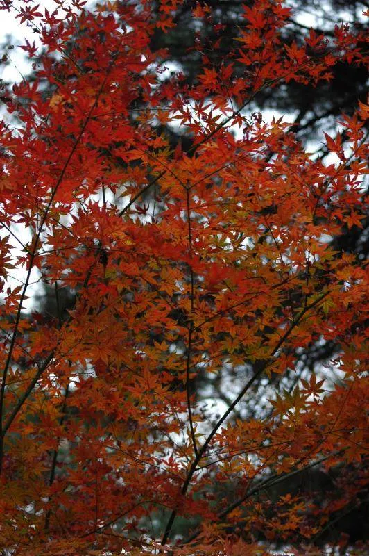 Destination: Hongneung Arboretum - a real-life tree museum (Seoul, South Korea) - South Korea -