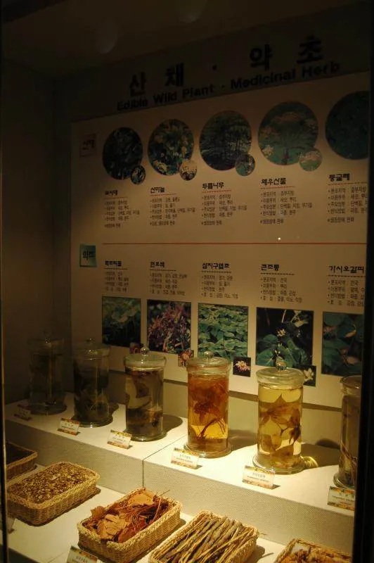 Destination: Hongneung Arboretum - a real-life tree museum (Seoul, South Korea) - South Korea -