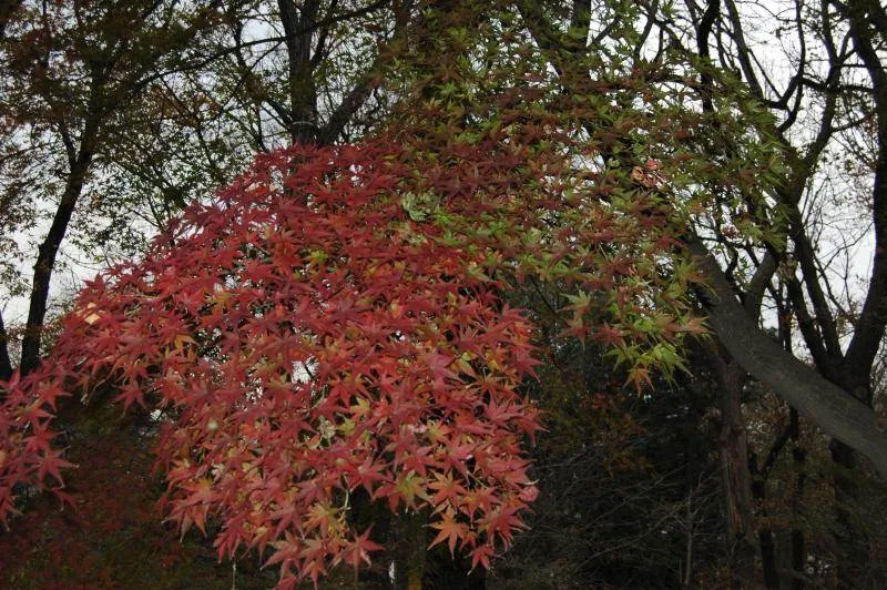 Destination: Hongneung Arboretum - a real-life tree museum (Seoul, South Korea) - South Korea -