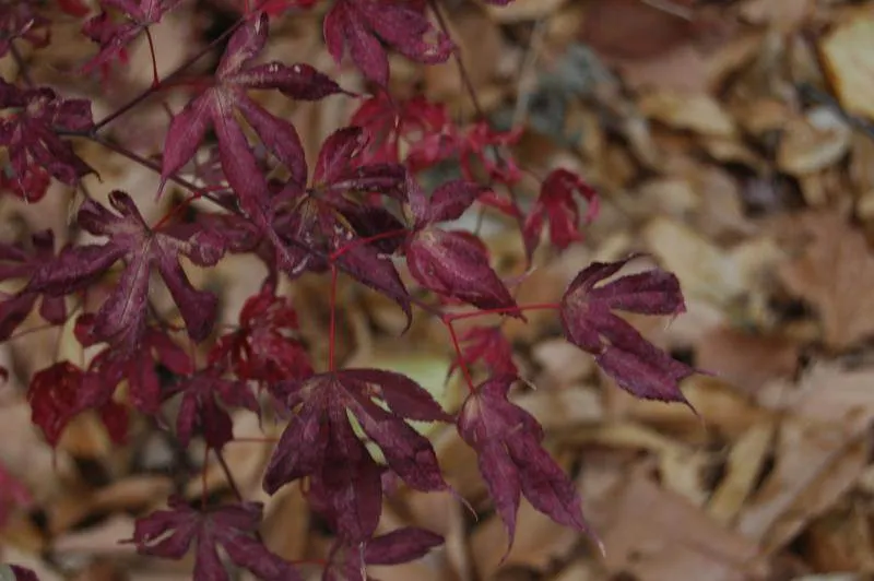 Destination: Hongneung Arboretum - a real-life tree museum (Seoul, South Korea) - South Korea -