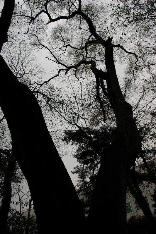 Destination: Hongneung Arboretum - a real-life tree museum (Seoul, South Korea) - South Korea -