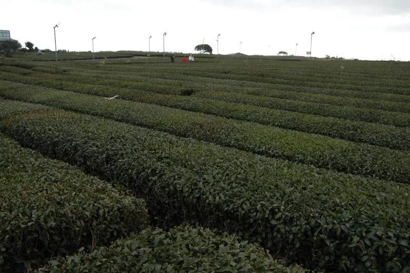 Destination: Jeju, part 2 (South Korea) - South Korea -