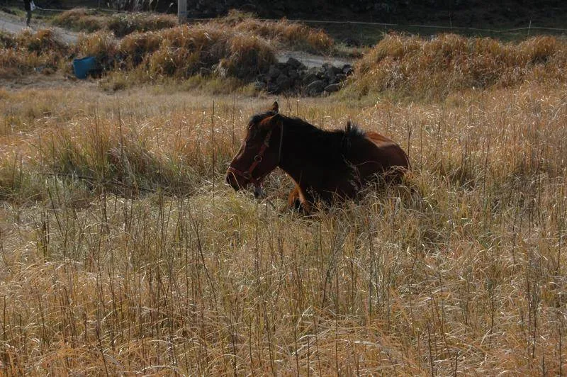 Destination: Jeju, part 2 (South Korea) - South Korea -